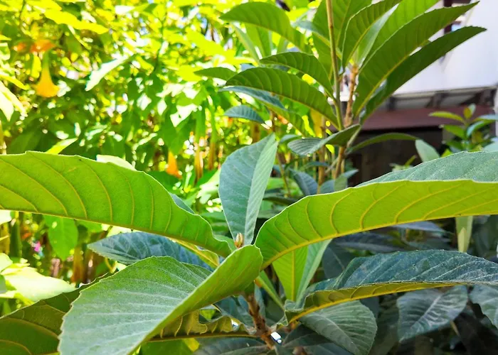 Lizbonia Αλικαρνασσός